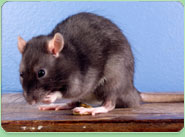 rat control Chesterfield