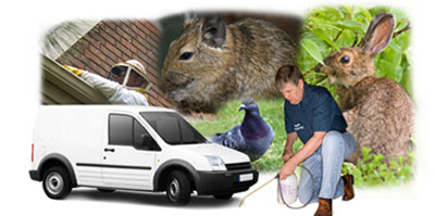 Chesterfield local van